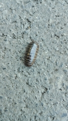 Glomeridae