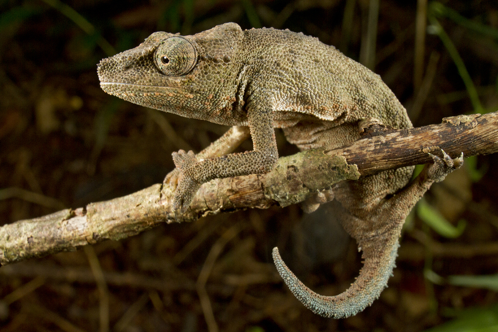 Mount Gorongosa Pygmy Chameleon