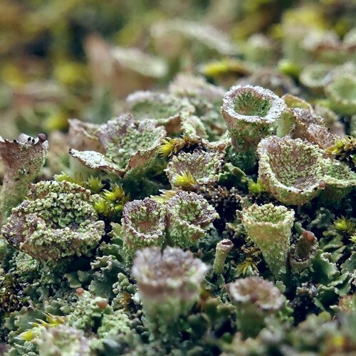 Taurinė šiurė nuotrauka