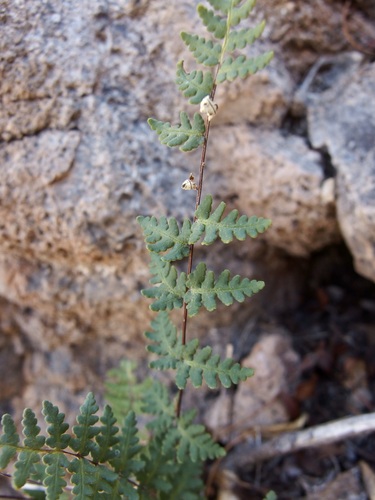 Image of Notholaena lemmonii by (c) Sue Carnahan, some rights reserved (CC BY)