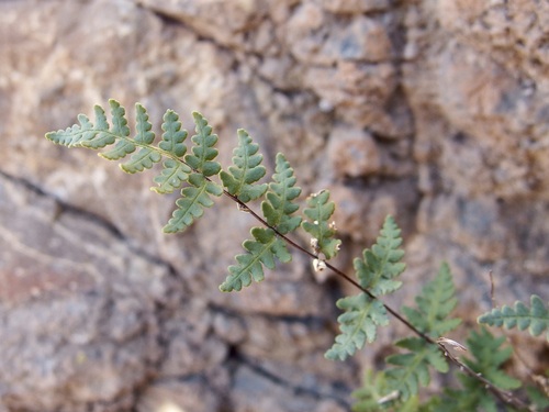 Image of Notholaena lemmonii by (c) Sue Carnahan, some rights reserved (CC BY)