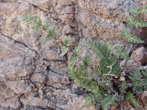 Image of Notholaena lemmonii by (c) Sue Carnahan, some rights reserved (CC BY)
