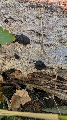 Annulohypoxylon truncatum