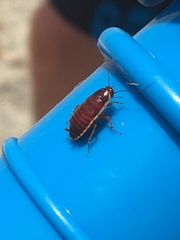 Loboptera decipiens