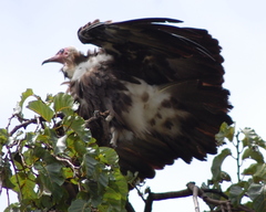 Necrosyrtes monachus