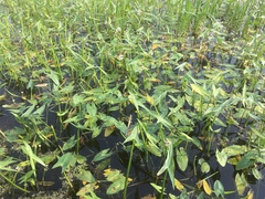Sagittaria sagittifolia