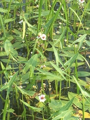 Sagittaria sagittifolia