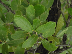 Quercus convallata