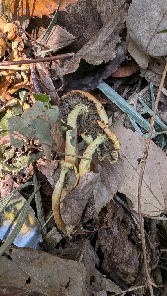 Hypholoma fasciculare · November 2024 · photo: © atsushi_nakajima_cirque (iNaturalist, cc-by)