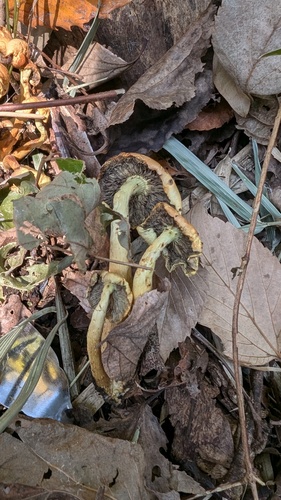 Hypholoma fasciculare