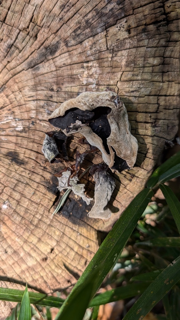 Auricularia polytricha · November 2024 · photo: © atsushi_nakajima_cirque (iNaturalist, cc-by)