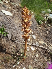 Orobanche reticulata