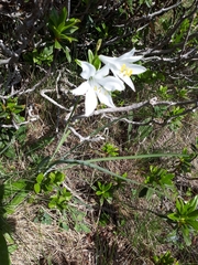 Paradisea liliastrum