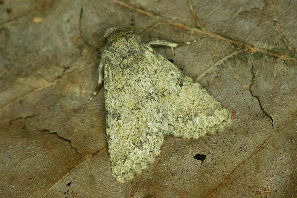 Polymixis gracilis
