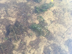 Potamogeton perfoliatus