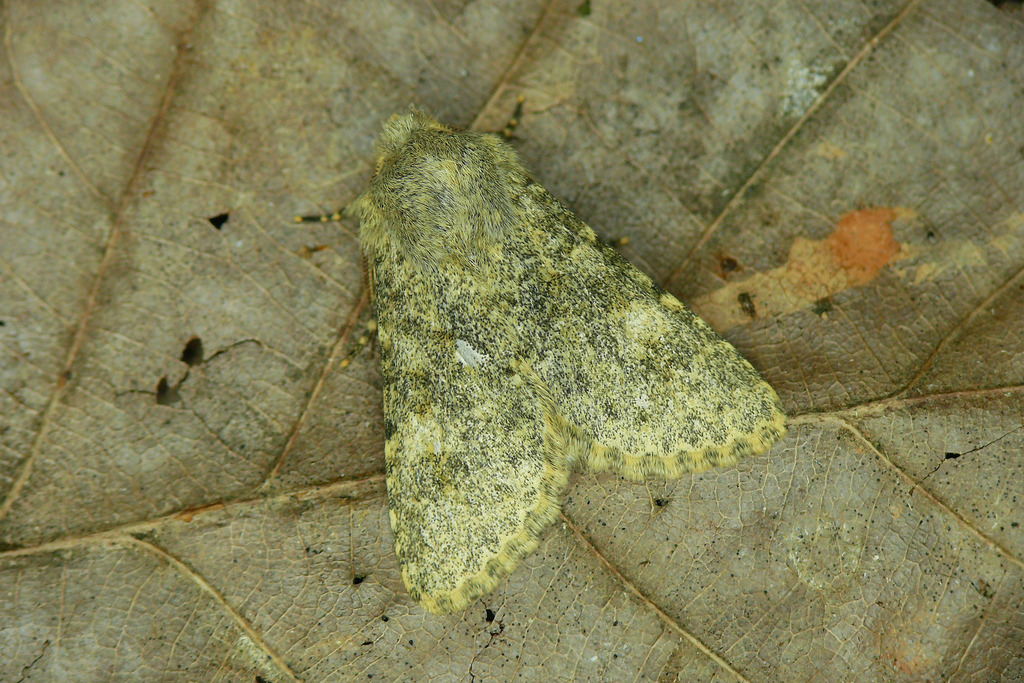 Polymixis achrysa