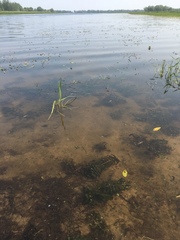 Potamogeton perfoliatus