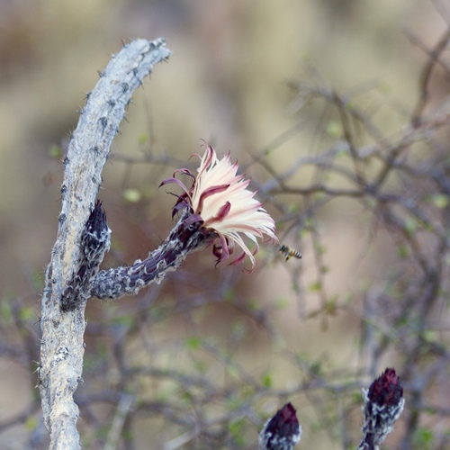 Peniocereus marianus, photograph 3
