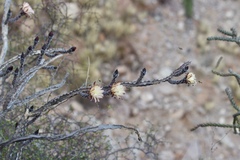 Peniocereus marianus, photograph (c) Sue Carnahan, some rights reserved (CC BY)
