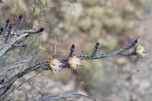 Peniocereus marianus, photograph 5