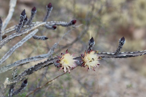 Peniocereus marianus, photograph 6