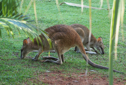 Agile Wallaby, photo 6 of 8