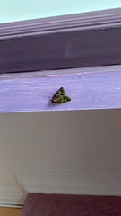 Polyphaenis sericata