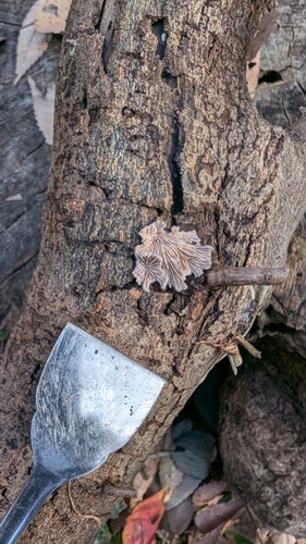 Schizophyllum commune