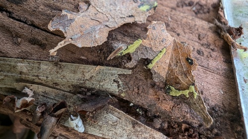 Cylindrium aeruginosum