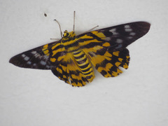 Dysphania subrepleta