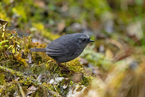 Diademed Tapaculo