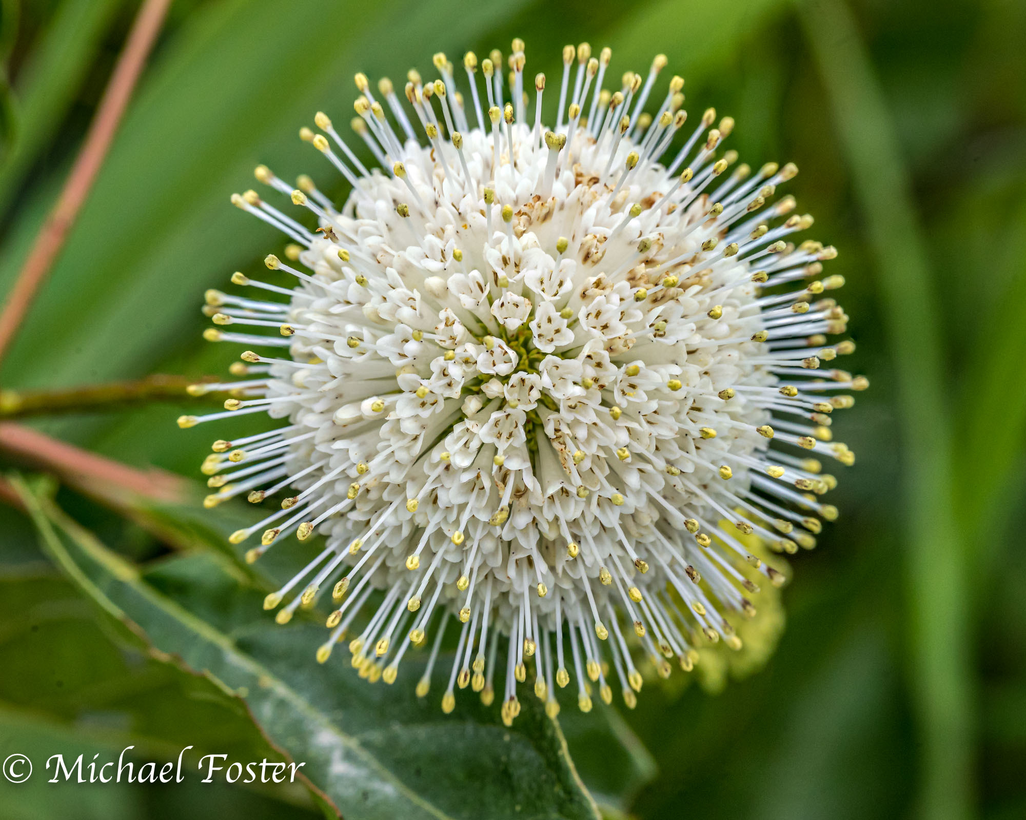 madder family (Family Rubiaceae)  iNaturalist