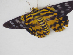 Dysphania subrepleta