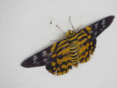 Dysphania subrepleta