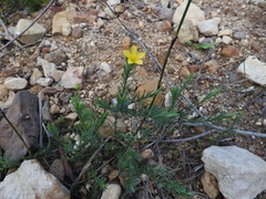 Linum thunbergii