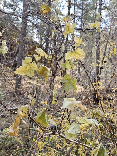 Image of New Mexico Raspberry (Rubus neomexicanus) by no rights reserved