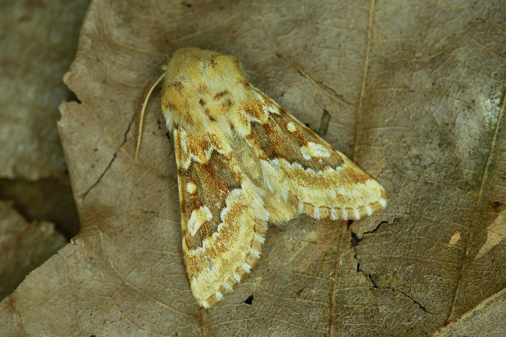 Heptapotamia eustratii