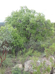 Quercus convallata