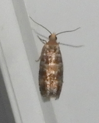 Eucopina tocullionana