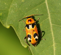 Dicranolaius c-pupureus