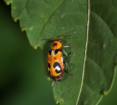 Dicranolaius c-pupureus