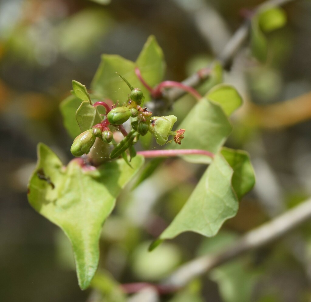 Jatropha marquezii