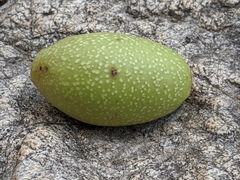 Spondias