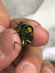 Chrysochroa fulgidissima