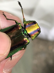 Chrysochroa fulgidissima