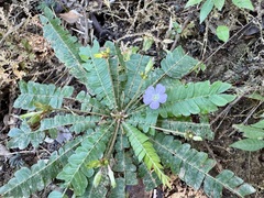 Biophytum dendroides, photograph author not stated, no rights reserved