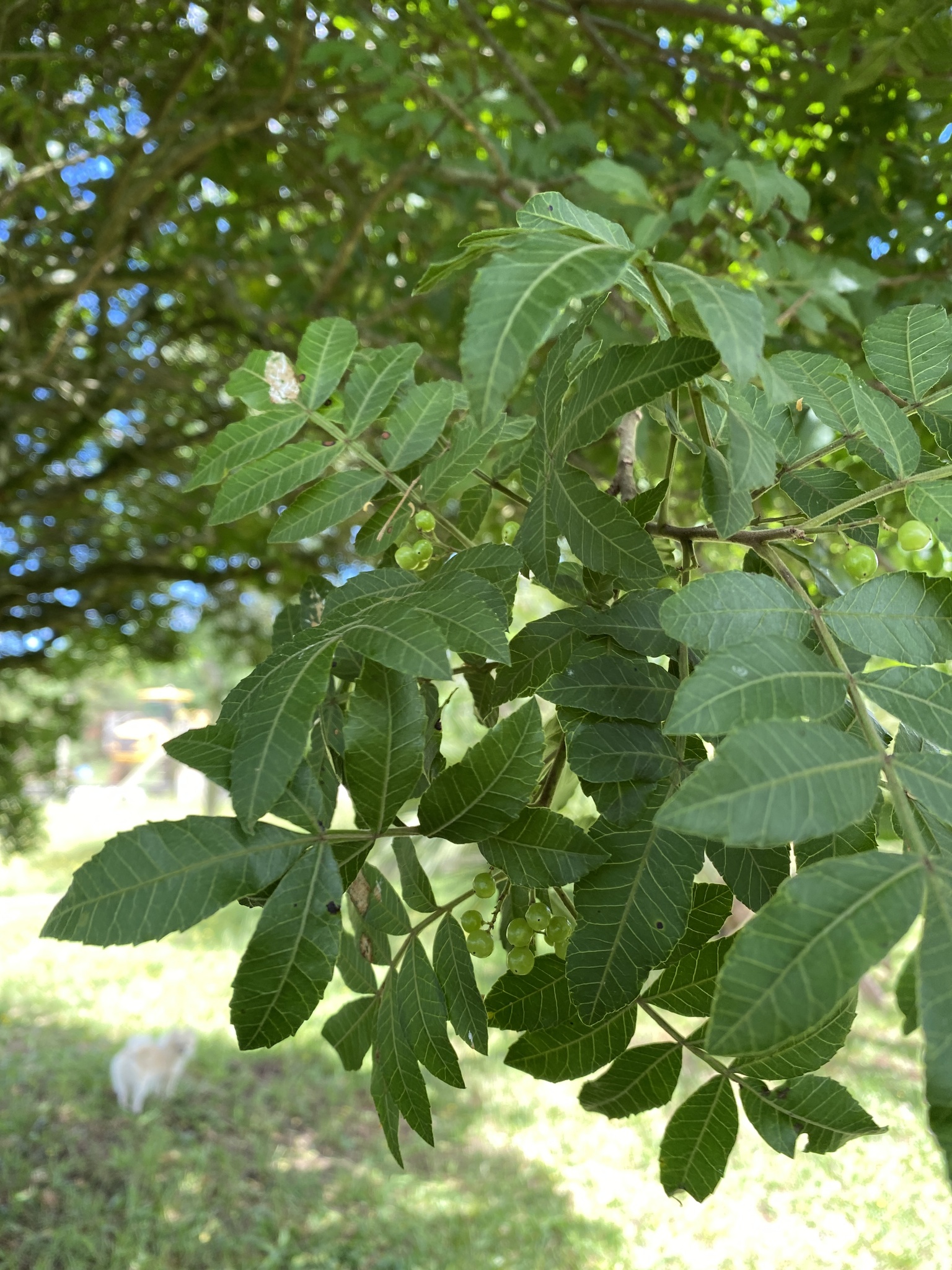 Schinus terebinthifolia