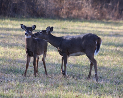 White-tailed Deer photographed in Rhode Island