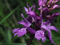 Dactylorhiza euxina