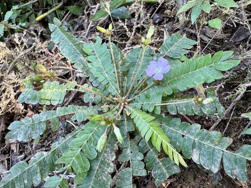 Biophytum dendroides, photograph 5